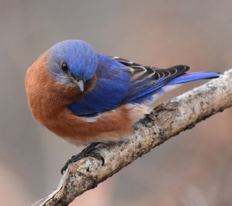 About Bluebirds